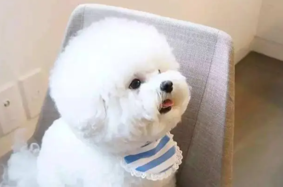比熊犬泪痕严重怎么办啊