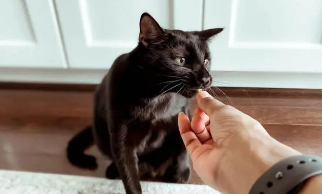 猫尿闭怎么治疗