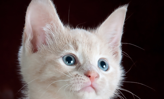 猫瞳孔不收缩的原因有哪些
