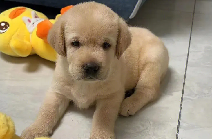 40天左右的拉布拉多幼犬怎么喂养 40天左右的拉布拉多幼犬怎么喂养