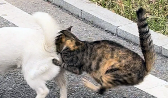 偶遇三条腿的流浪猫,叼着食物转身就跑 偶遇三条腿的流浪猫,叼着食物转身就跑