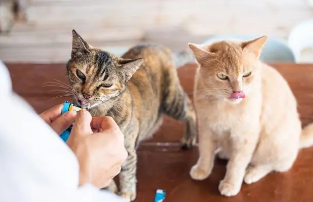 为猫咪馋嘴买单,猫零食口味丰富形态多样 为猫咪馋嘴买单,猫零食口味丰富形态多样