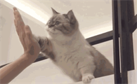 猫零食多久喂一次比较好？铲屎官来看看吧