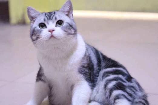 美短猫鼻子上的毛变黄了 美短猫鼻子上的毛变黄了