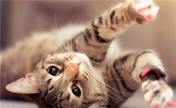 猫咪闭尿会有什么症状 猫咪闭尿会有什么症状