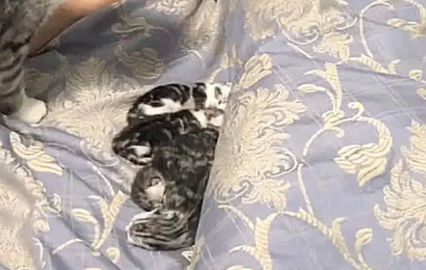睡觉翻身媳妇大喊别动,扭过头一看差点出猫命 睡觉翻身媳妇大喊别动,扭过头一看差点出猫命