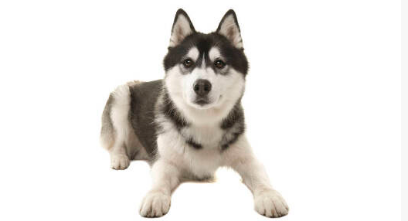 哈士奇幼犬多少钱一只