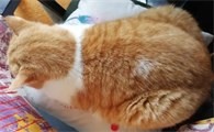 什么病容易误诊猫传腹