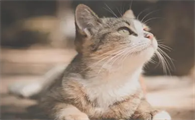 猫疱疹病毒用什么眼药水
