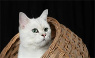 猫咪耳朵里有黑色的东西怎么办啊