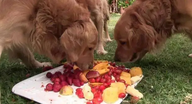 对狗狗最好的三种水果