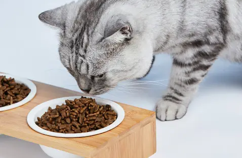 猫粮大约多少钱