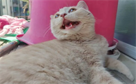 猫喘气肚子起伏大是什么原因