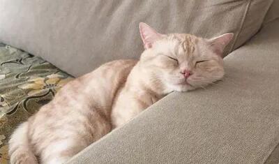 猫咪养熟了的表现有哪些