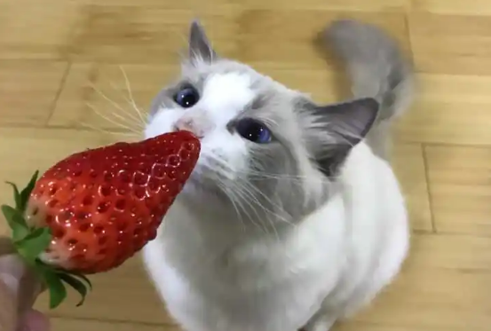 猫能吃草莓吗要去籽