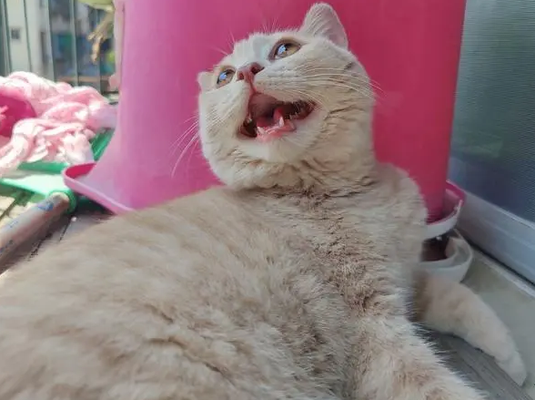 猫喘气肚子起伏大是什么原因