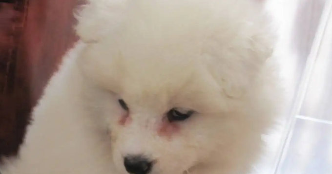 狗狗有泪痕怎么办 狗狗有泪痕怎么办