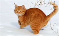 零下5度猫咪会冻死吗
