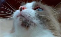 小猫咪有点黑下巴怎么办