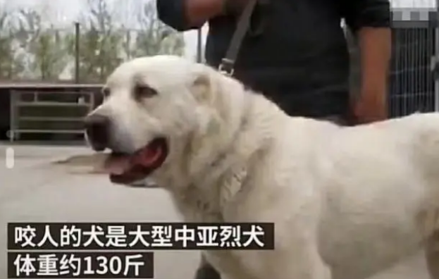 安徽68岁老人被狗咬死,狗自己上吊自杀? 安徽68岁老人被狗咬死,狗自己上吊自杀?