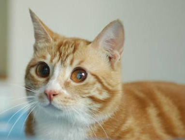 猫咪为什么会尿闭 猫咪为什么会尿闭