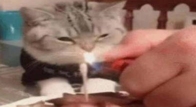 猫咪看着五花肉蛋糕发愁,难道猫生就此结束?“我怕是条狗吧” 猫咪看着五花肉蛋糕发愁,难道猫生就此结束?“我怕是条狗吧”