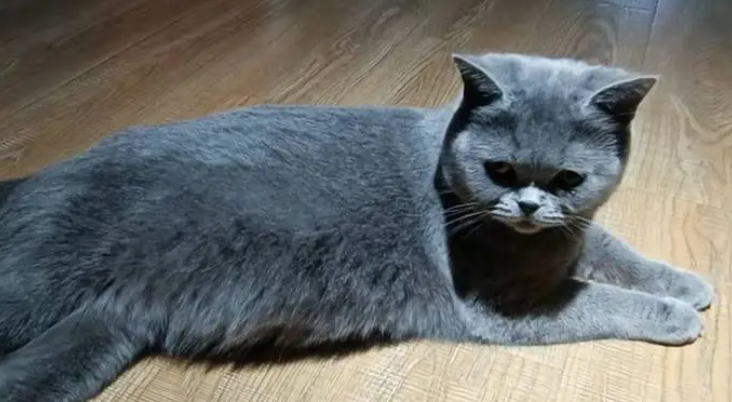 母猫什么时候发情
