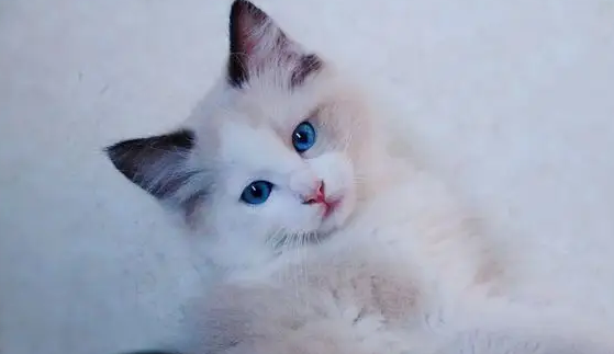 布偶猫怎么爆毛?这三点一定要知道 布偶猫怎么爆毛?这三点一定要知道