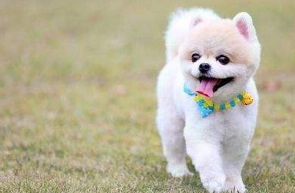 狗狗拉果冻状凝胶大便 狗狗拉果冻状凝胶大便