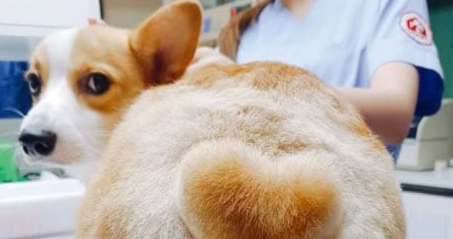 柯基犬第一次例假量大吗?来看看 柯基犬第一次例假量大吗?来看看