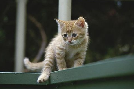 猫耳朵黑色硬结痂怎么回事 猫耳朵黑色硬结痂怎么回事