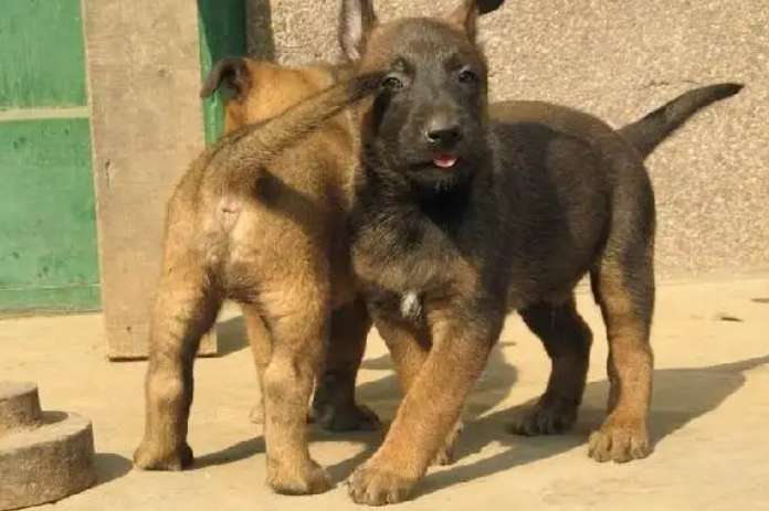 马犬怀孕多久生产一次 马犬怀孕多久生产一次