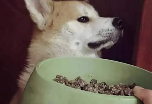狗狗不吃狗粮怎么办