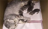 猫下崽子怎么接生啊