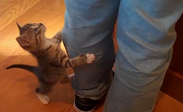 猫咪总是突然抱我的腿咬我 猫咪总是突然抱我的腿咬我