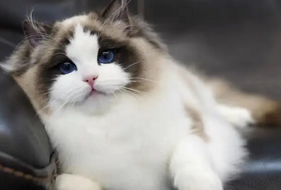 猫的正常体温范围是多少