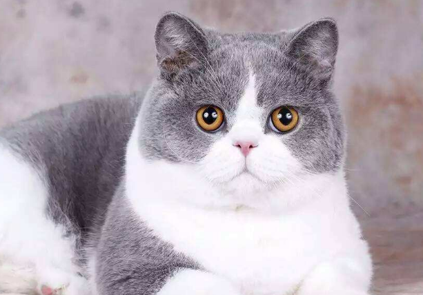 猫可以吃猪肝吗生吃 猫可以吃猪肝吗生吃