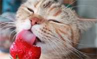 猫能吃草莓吗