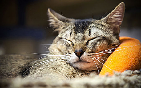 小奶猫睡觉的时候经常抖动抽搐怎么回事 小奶猫睡觉的时候经常抖动抽搐怎么回事