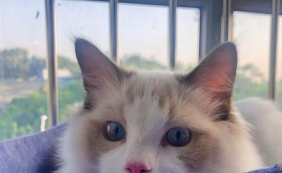 土豪教你如何科学养猫！网友不淡定了，没想到……