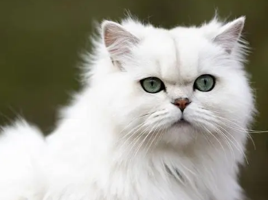 猫掉毛一撮撮的正常吗 猫掉毛一撮撮的正常吗