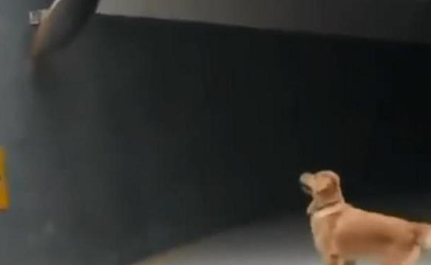 派狗狗下楼拿快递，一个小时都没回来