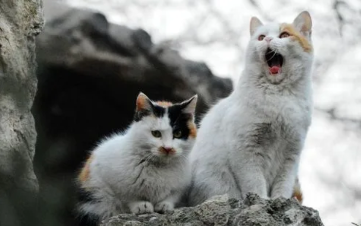 流浪猫吃什么牌子猫粮比较好 流浪猫吃什么牌子猫粮比较好