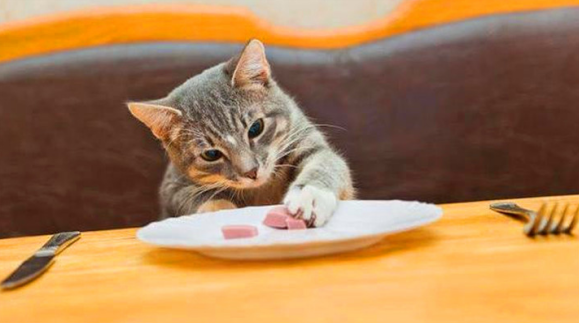 猫咪喜欢吃什么蔬菜 猫咪喜欢吃什么蔬菜