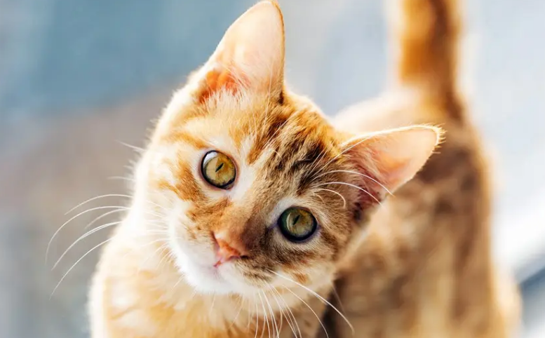 猪肝宠物猫能不能吃