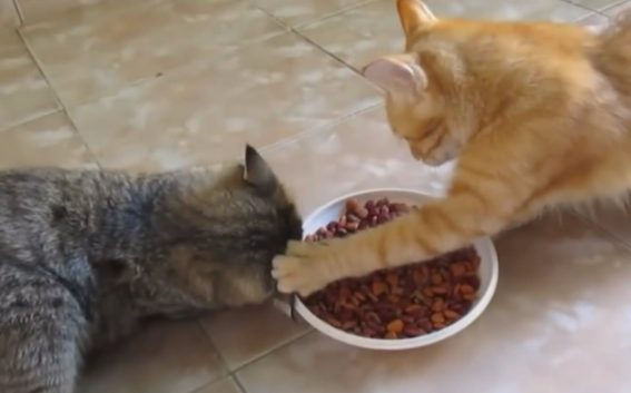 小猫护食怎么办? 小猫护食怎么办?
