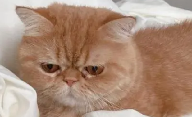 小猫发情怎么办 小猫发情怎么办