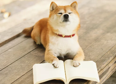狗狗尿多尿液像清水量大怎么办