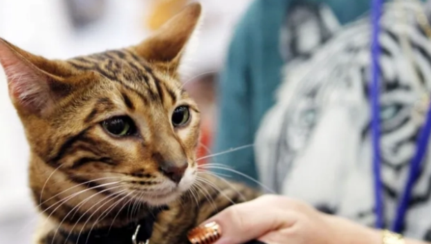 回顾“我帮他养猫,猫猝死凭啥让我赔12万?”结局激动到哇哇大哭 回顾“我帮他养猫,猫猝死凭啥让我赔12万?”结局激动到哇哇大哭