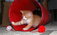 猫可以吃人吃的维生素e吗